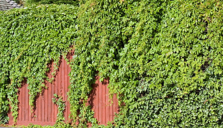 Quel herbicide pour le lierre terrestre ?